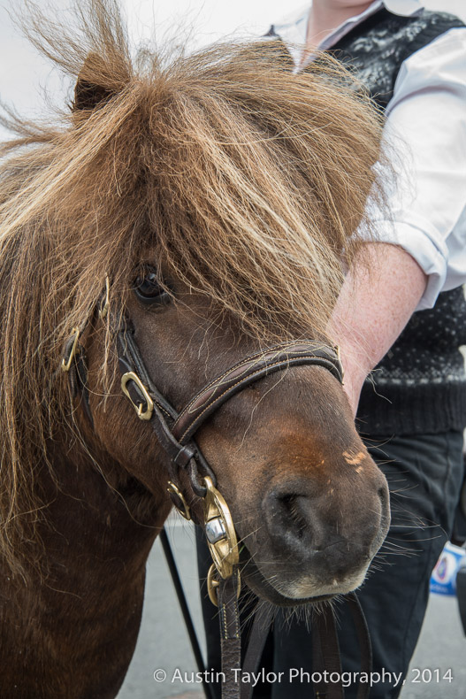 Socks the world famous Shetland pony at the Shetland Classic Motor Show 2014