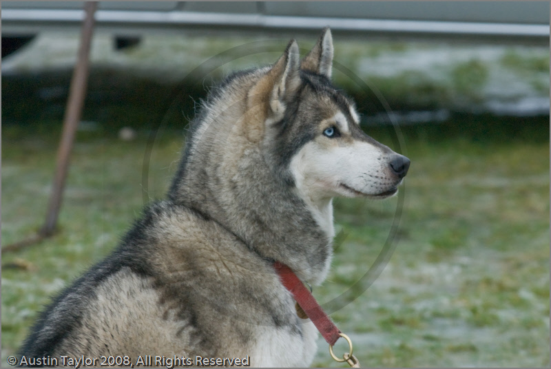 Husky at the 25th Anniversary Siberian Husky Club of Great Britain Aviemore Sled Dog Rally 2008