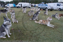 Huskies, mushers and vans atthe 25th Anniversary Siberian Husky Club of Great Britain Aviemore Sled Dog Rally 2008