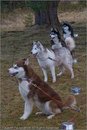 Huskies at the 25th Anniversary Siberian Husky Club of Great Britain Aviemore Sled Dog Rally 2008, Rothiemurchus Forest, Aviemore, Highland