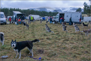 Huskies at the 25th Anniversary Siberian Husky Club of Great Britain Aviemore Sled Dog Rally 2008, Rothiemurchus Forest, Aviemore, Highland