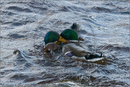Mallard ducks, Loch Morlich, Aviemore, Highland