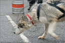 Huskies, Malamutes and Samoyed at the weight pull (542lb) at Dalfaber Hotel car park, Aviemore, Highland