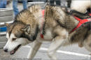 Huskies, Malamutes and Samoyed at the weight pull (542lb) at Dalfaber Hotel car park, Aviemore, Highland