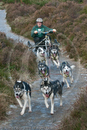 Class B - Racing Team competing in the Siberian Husky Club of GB Sled Dog Rally 2009, Glenmore Forest Park, Aviemore, Inverness-shire