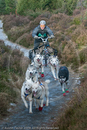 Class B - Racing Team competing in the Siberian Husky Club of GB Sled Dog Rally 2009, Glenmore Forest Park, Aviemore, Inverness-shire