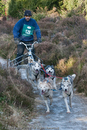 Class C - Racing Team competing in the Siberian Husky Club of GB Sled Dog Rally 2009, Glenmore Forest Park, Aviemore, Inverness-shire