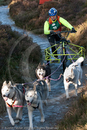 Class C - Racing Team competing in the Siberian Husky Club of GB Sled Dog Rally 2009, Glenmore Forest Park, Aviemore, Inverness-shire