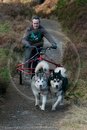 Class D2 - Racing Team competing in the Siberian Husky Club of GB Sled Dog Rally 2009, Glenmore Forest Park, Aviemore, Inverness-shire