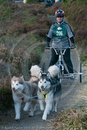 Class D2 - Racing Team competing in the Siberian Husky Club of GB Sled Dog Rally 2009, Glenmore Forest Park, Aviemore, Inverness-shire