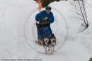 Class D Racing Team in the Siberian Husky Club of GB Arden Grange Aviemore Sled Dog Rally 2010