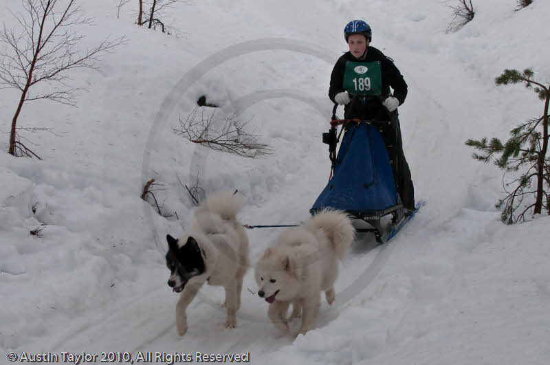 Class D2 Racing Team in the Siberian Husky Club of GB Arden Grange Aviemore Sled Dog Rally 2010