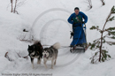 Class D2 Racing Team in the Siberian Husky Club of GB Arden Grange Aviemore Sled Dog Rally 2010