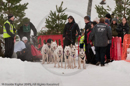 Waiting - Racing Team in the Siberian Husky Club of GB Arden Grange Aviemore Sled Dog Rally 2010