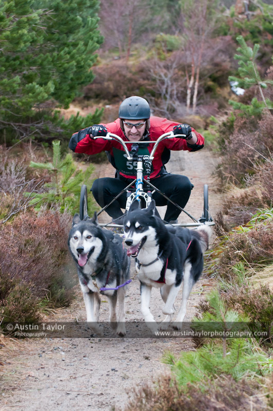 Racing Team in the Siberian Husky Club of GB Arden Grange Aviemore Sled Dog Rally 2011. Please don't use my images on websites, blogs or elsewhere without my permission. See www.austintaylorphotography.com for contact details