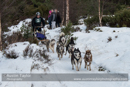 Class B Racing Team in the 30th Siberian Husky Club of GB Arden Grange Aviemore Sled Dog Rally 2013