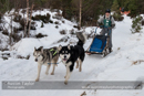 Class D2 Racing Team in the 30th Siberian Husky Club of GB Arden Grange Aviemore Sled Dog Rally 2013