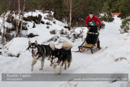 Class D2 Racing Team in the 30th Siberian Husky Club of GB Arden Grange Aviemore Sled Dog Rally 2013