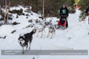 Class E Racing Team in the 30th Siberian Husky Club of GB Arden Grange Aviemore Sled Dog Rally 2013