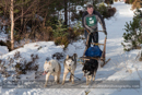 Class E Racing Team in the 30th Siberian Husky Club of GB Arden Grange Aviemore Sled Dog Rally 2013