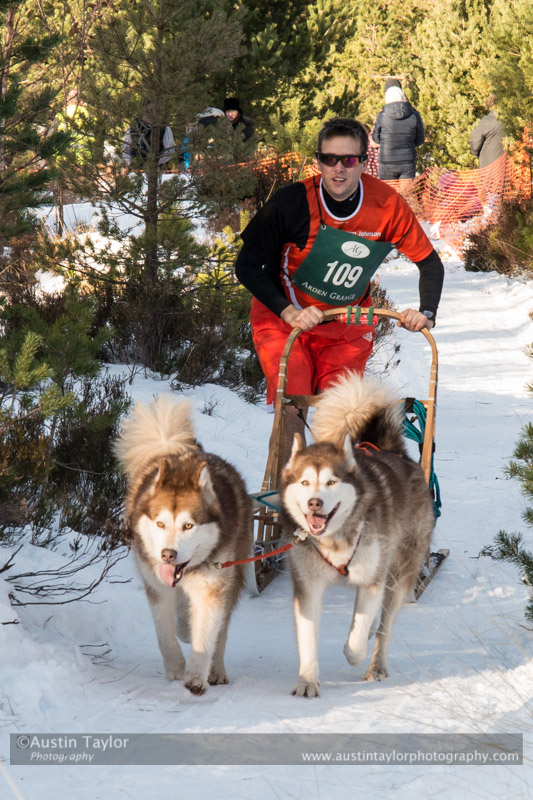 Class E2 Racing Team in the 30th Siberian Husky Club of GB Arden Grange Aviemore Sled Dog Rally 2013