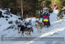Class E2 Racing Team in the 30th Siberian Husky Club of GB Arden Grange Aviemore Sled Dog Rally 2013