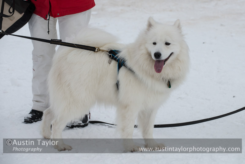 At the 30th Siberian Husky Club of GB Arden Grange Aviemore Sled Dog Rally 2013