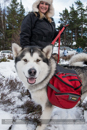At the 30th Siberian Husky Club of GB Arden Grange Aviemore Sled Dog Rally 2013