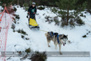 Junior Racing Team in the 30th Siberian Husky Club of GB Arden Grange Aviemore Sled Dog Rally 2013