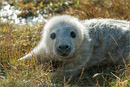 Grey seal pup at Mousa, Shetland