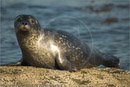 Common seal at Breiwick, Lerwick, Shetland
