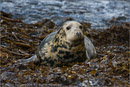 Grey seal at Mousa, Shetland