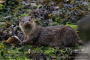 Otters at Girlsta, Shetland