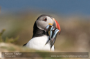 Puffin with fish, Noss