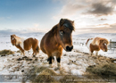 Shetland Ponies in snow, Tumblin