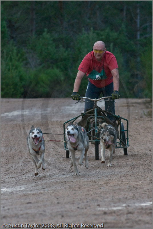 Dog Sled Team competing in the 25th Anniversary Siberian Husky Club of Great Britain Aviemore Sled Dog Rally 2008