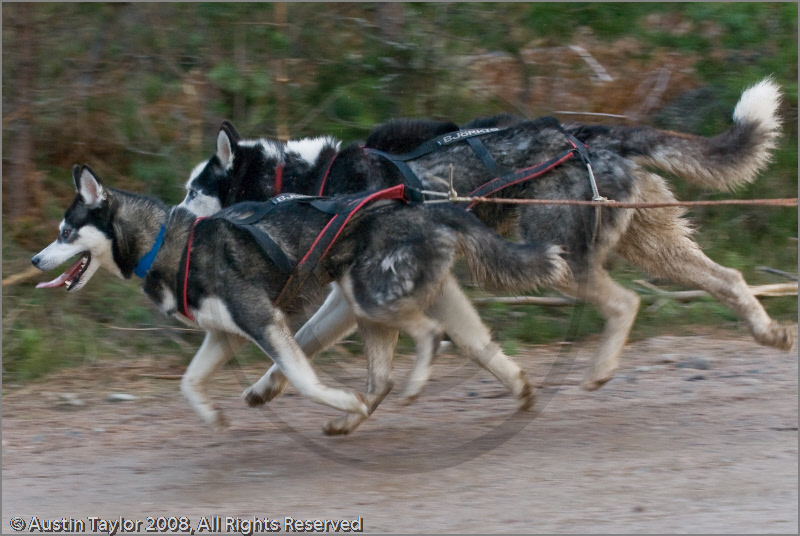 Dog Sled Team competing in the 25th Anniversary Siberian Husky Club of Great Britain Aviemore Sled Dog Rally 2008