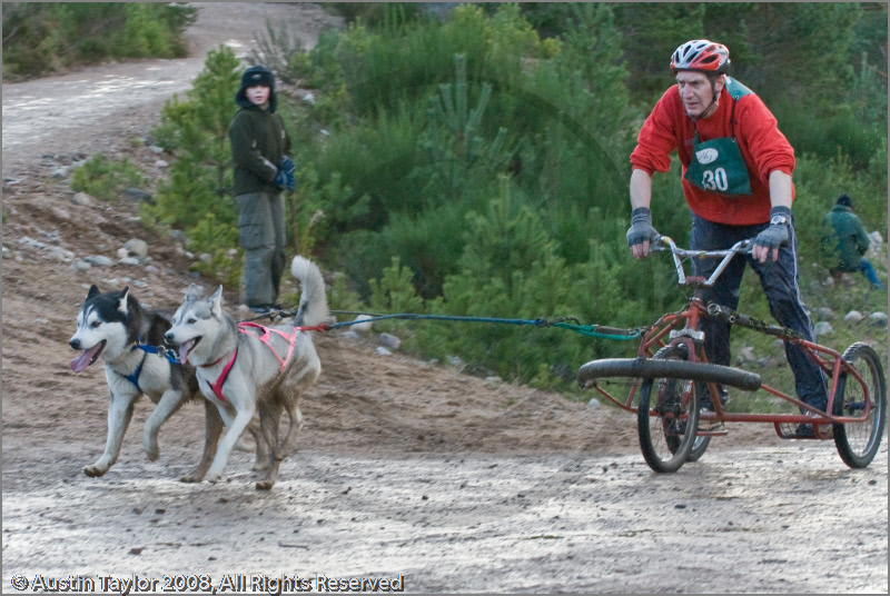 Dog Sled Team competing in the 25th Anniversary Siberian Husky Club of Great Britain Aviemore Sled Dog Rally 2008