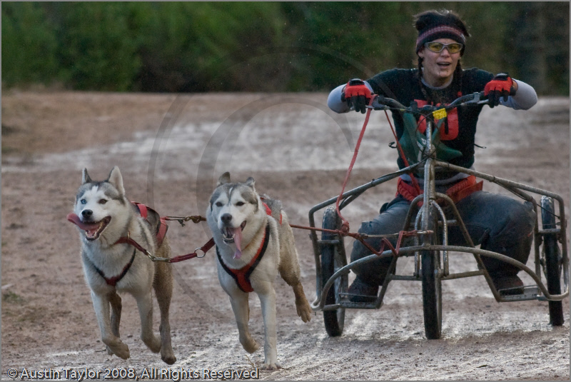 Dog Sled Team competing in the 25th Anniversary Siberian Husky Club of Great Britain Aviemore Sled Dog Rally 2008