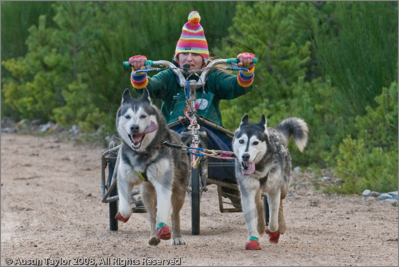 Dog Sled Team competing in the 25th Anniversary Siberian Husky Club of Great Britain Aviemore Sled Dog Rally 2008