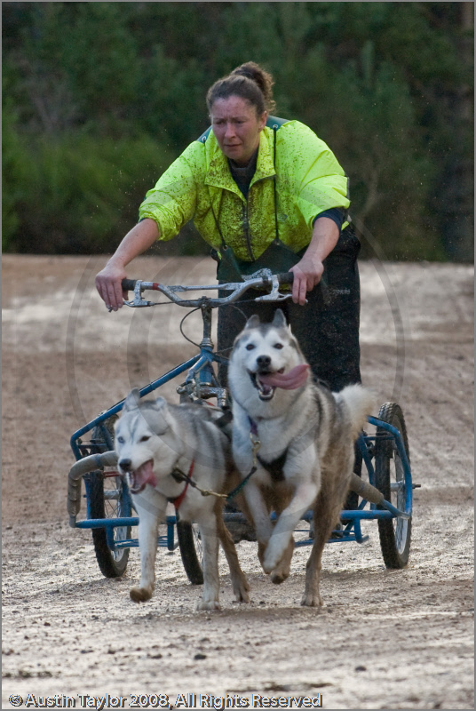 Dog Sled Team competing in the 25th Anniversary Siberian Husky Club of Great Britain Aviemore Sled Dog Rally 2008