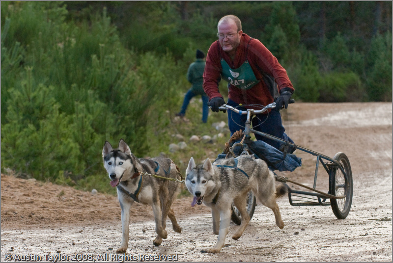 Dog Sled Team competing in the 25th Anniversary Siberian Husky Club of Great Britain Aviemore Sled Dog Rally 2008