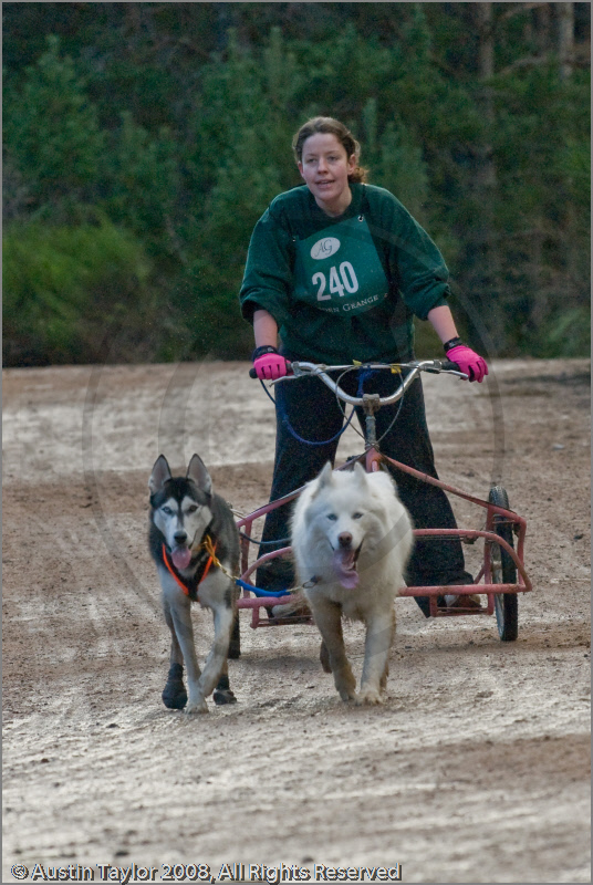 Dog Sled Team competing in the 25th Anniversary Siberian Husky Club of Great Britain Aviemore Sled Dog Rally 2008