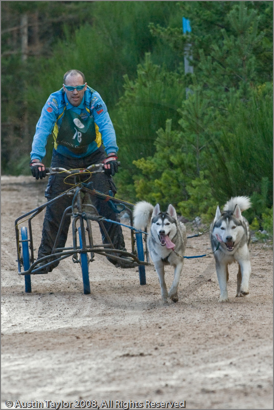 Dog Sled Team competing in the 25th Anniversary Siberian Husky Club of Great Britain Aviemore Sled Dog Rally 2008