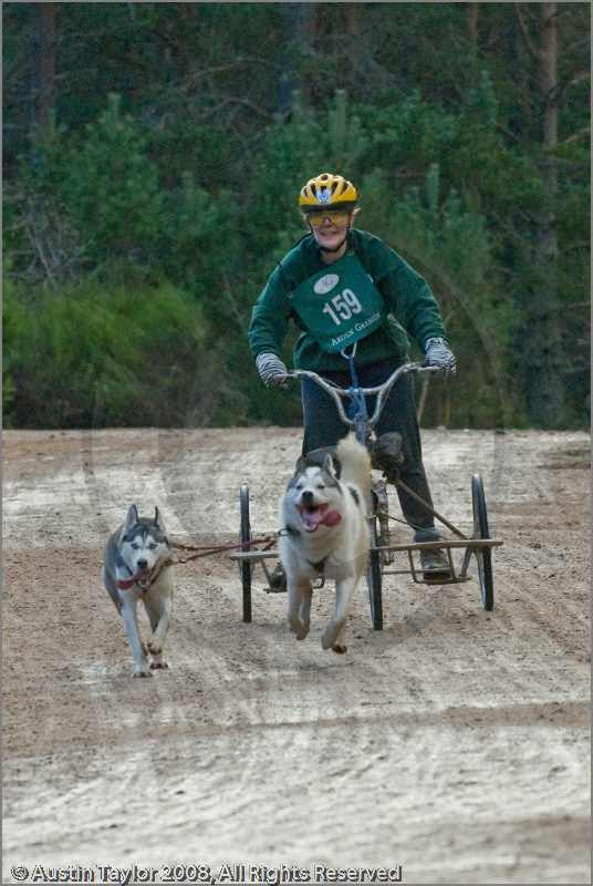 Dog Sled Team competing in the 25th Anniversary Siberian Husky Club of Great Britain Aviemore Sled Dog Rally 2008