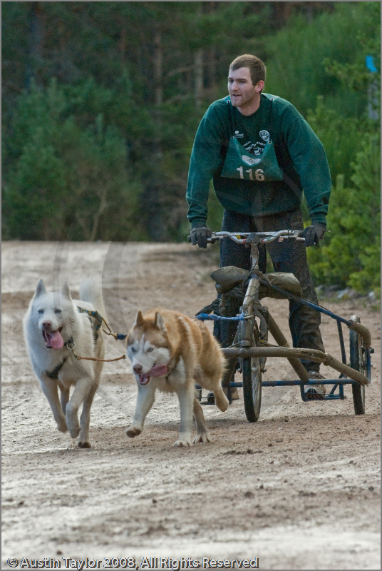 Dog Sled Team competing in the 25th Anniversary Siberian Husky Club of Great Britain Aviemore Sled Dog Rally 2008