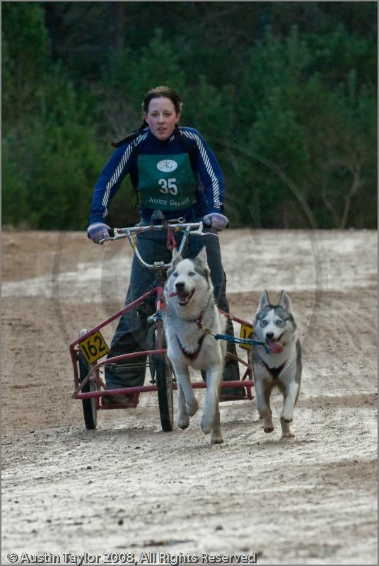 Dog Sled Team competing in the 25th Anniversary Siberian Husky Club of Great Britain Aviemore Sled Dog Rally 2008