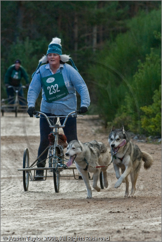 Dog Sled Team competing in the 25th Anniversary Siberian Husky Club of Great Britain Aviemore Sled Dog Rally 2008