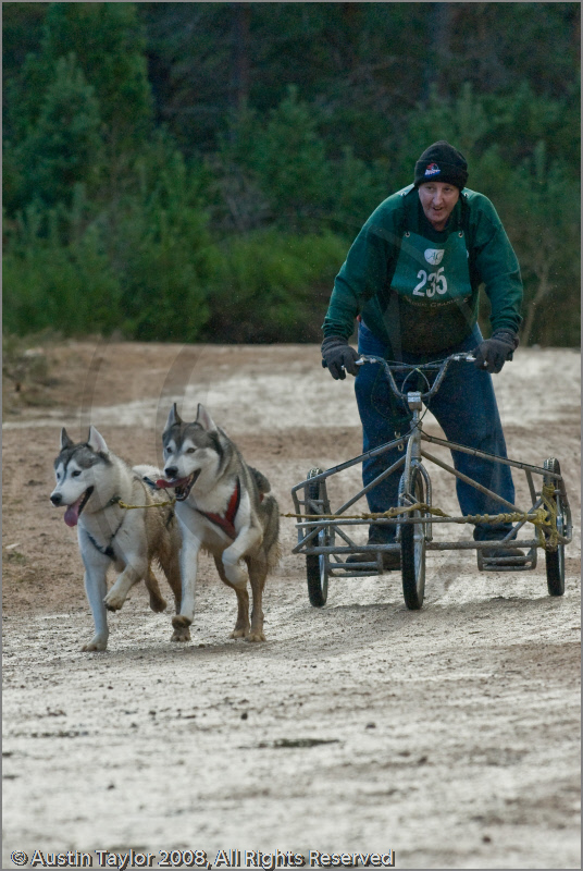 Dog Sled Team competing in the 25th Anniversary Siberian Husky Club of Great Britain Aviemore Sled Dog Rally 2008
