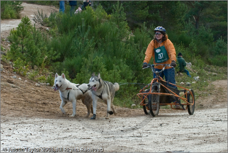 Dog Sled Team competing in the 25th Anniversary Siberian Husky Club of Great Britain Aviemore Sled Dog Rally 2008